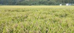 宮城県産ひとめぼれ5kg【精米】