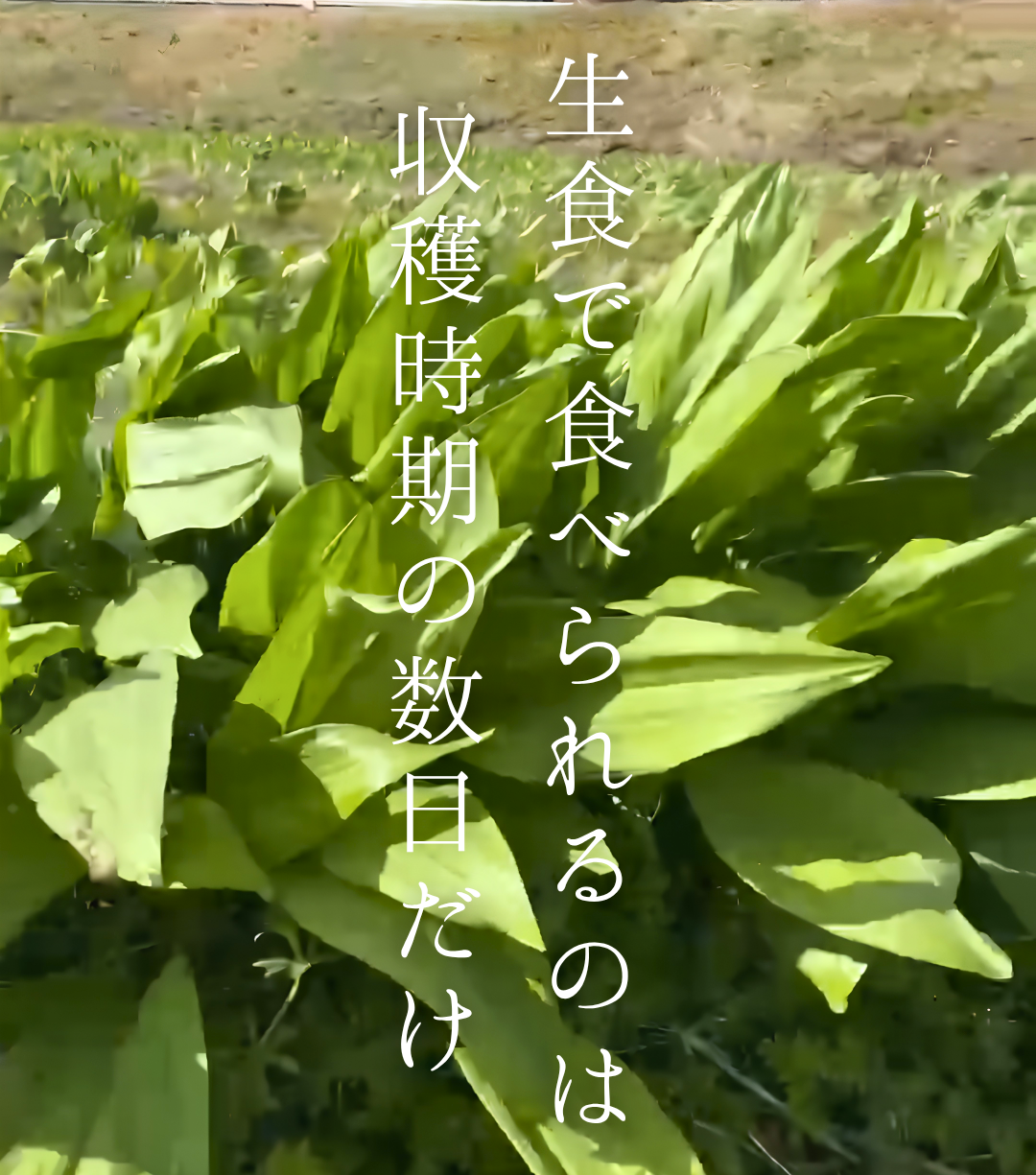 行者にんにく100g　春限定の商品です