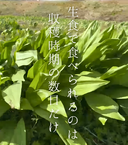 行者にんにく100g　春限定の商品です