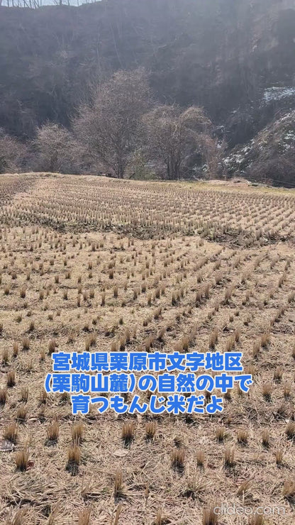 令和7年度産 精米5kg×4袋セット